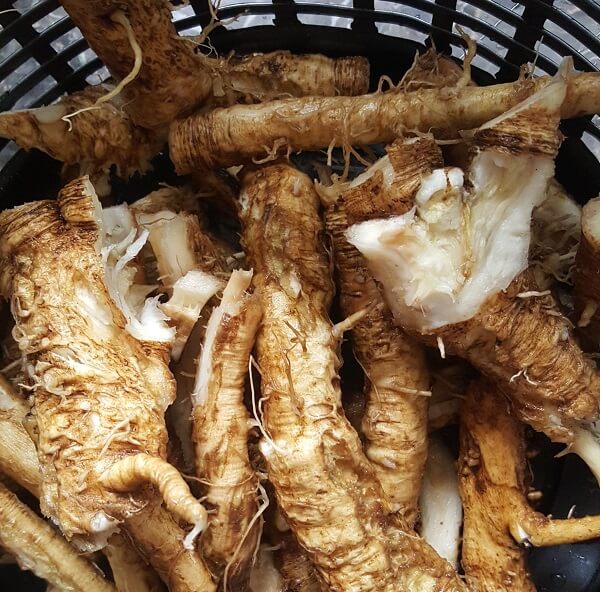 chicory root in a basket