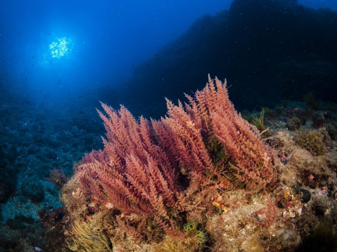 red marine algae aquamin