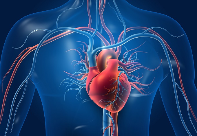 Protect your circulatory system to prevent eretctile dysfunction