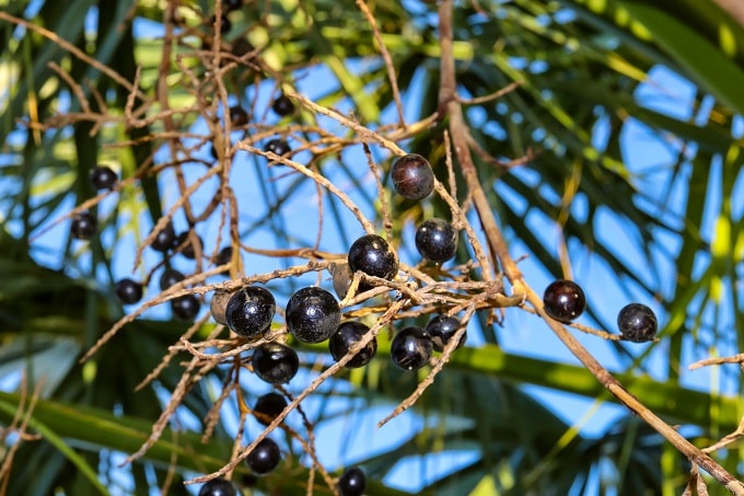 Saw Palmetto is an effective supplements for prostate health