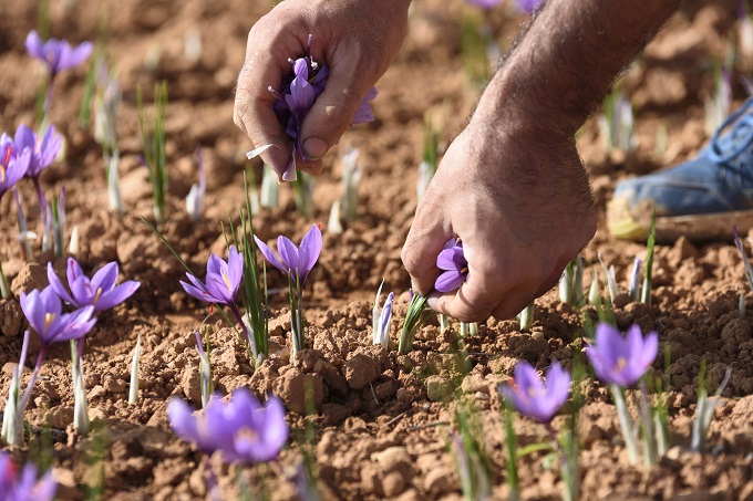Saffron is harvested by hand to be used in food and in the supplemet industry
