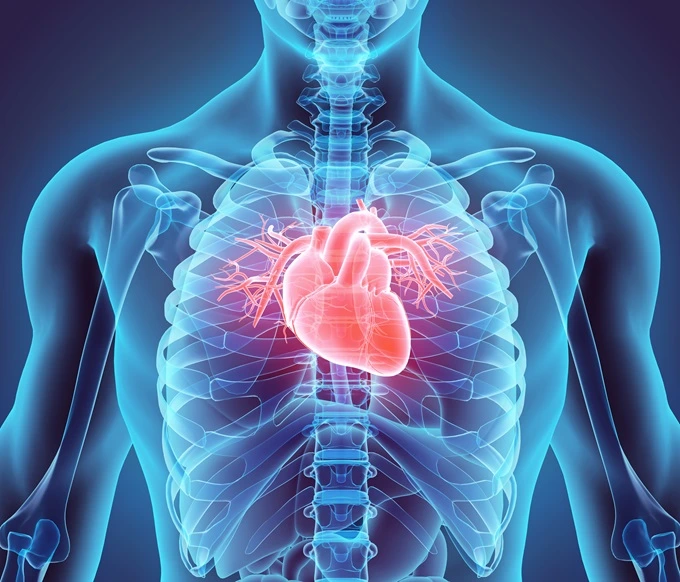 heart in body illistration